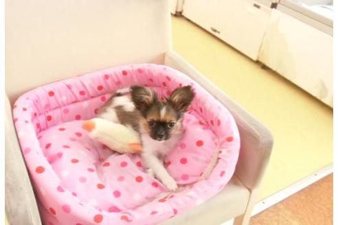 成約済の大阪府のミックス犬-7060の2枚目